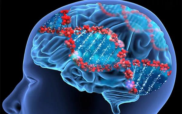 Science：基因也有“生物鐘”，至少影響150種疾病 中國科學網(wǎng)www.minimouse.com.cn
