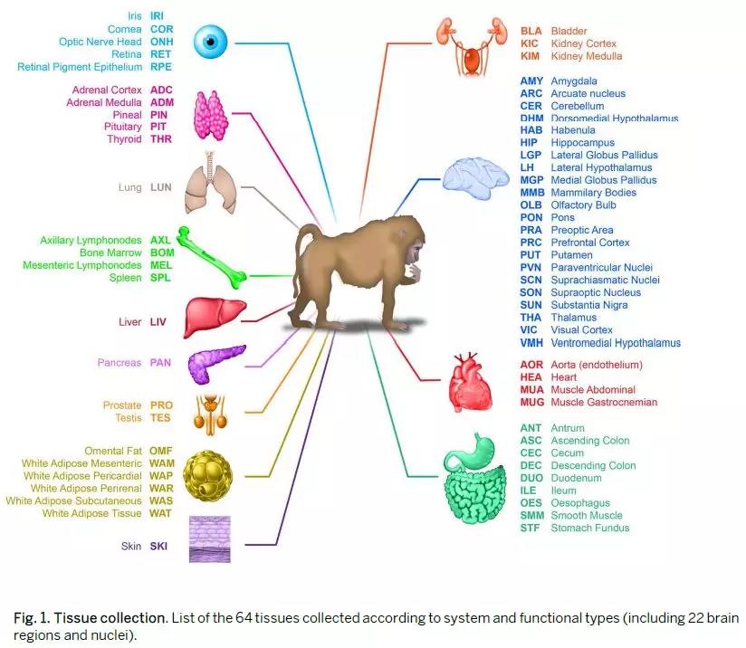 Science：基因也有“生物鐘”，至少影響150種疾病 中國科學網(wǎng)www.minimouse.com.cn